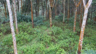 landscape of scrubby bushes and rubber trees in the forest clipart