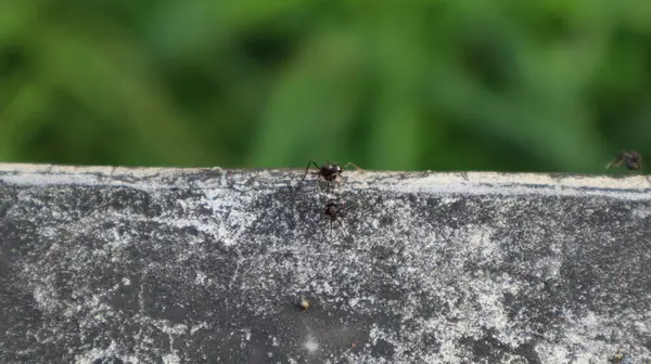 Beton üzerinde karınca böceklerinin yakın plan görüntüleri