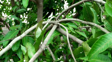 Mango ağaçlarının dalları ve yaprakları