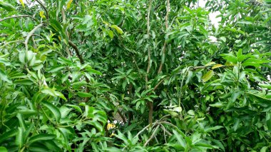 Arkaplanda yemyeşil mango yaprakları var.