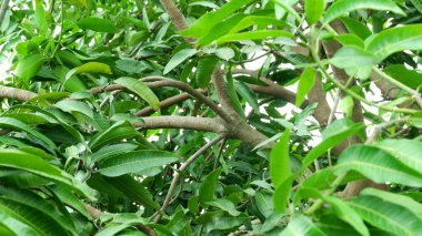 Mango ağaçlarının dalları ve yaprakları