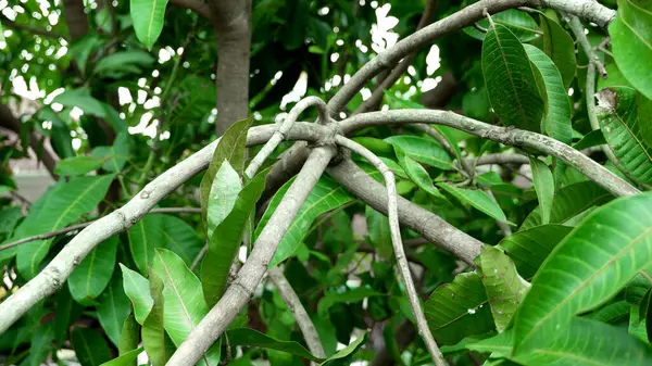 Mango ağaçlarının dalları ve yaprakları