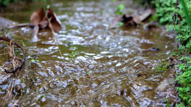 pirinç tarlası sulama suyu akışı