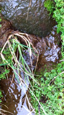 pirinç tarlası sulama suyu akışı