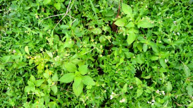 arkaplan olarak yeşil zararlı ot