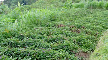 Pirinç tarlalarının sabah manzarası, iyi yetişen bitkiler, yeşil çimenler