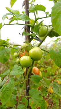 Domatesler yakında ağaçta yetişecek ve hasat edilecek.