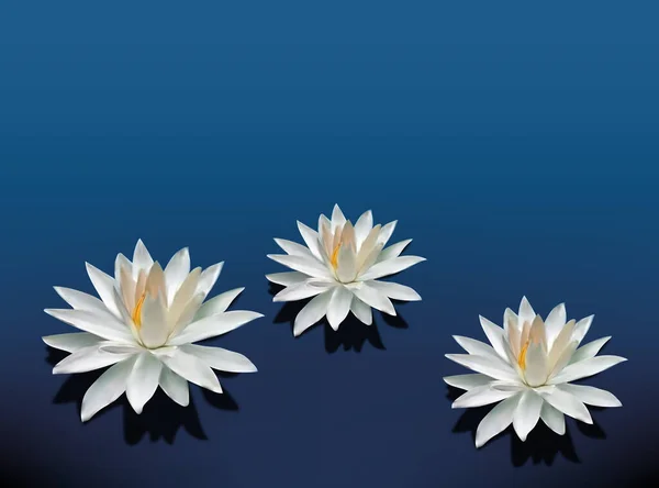 一束莲花在透明的背景上 花瓣开放的阶段 一朵美丽的花 一株水生植物 3D设计 — 图库矢量图片