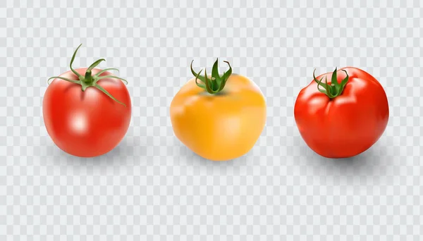 Tomatenset Vorhanden Rote Tomaten Sammeln Fotorealistische Vektortomaten Auf Transparentem Hintergrund — Stockvektor