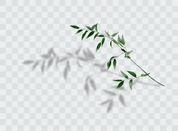 Υποκατάστημα Δέντρο Πράσινα Φύλλα Πάνω Από Λευκό Φόντο Διανυσματικά Γραφικά — Διανυσματικό Αρχείο