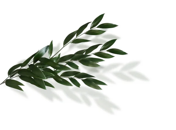 Zweig Mit Grünen Blättern Auf Weißem Hintergrund Vektorgrafik — Stockvektor
