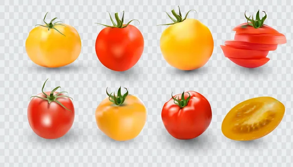 토마토 설정합니다 토마토 컬렉션입니다 배경에서 사실적인 토마토 — 스톡 벡터
