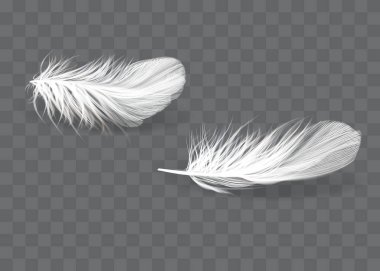 Vektör 3d Gerçekçi Değişken Düşen Beyaz Yumuşak Yumuşak Yumuşak Kıvrık Tüylü Yakın plan Arkaplanda İzole