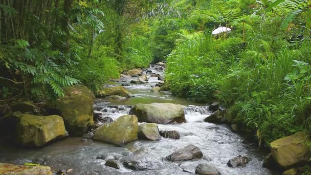 Indah Hujan Tropis Air Terjun Dengan Sungai Dikelilingi Oleh Kehidupan — Stok Video