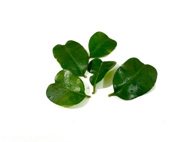 Beyaz arka planda izole edilmiş sitrik aromalı limon yaprakları grubu