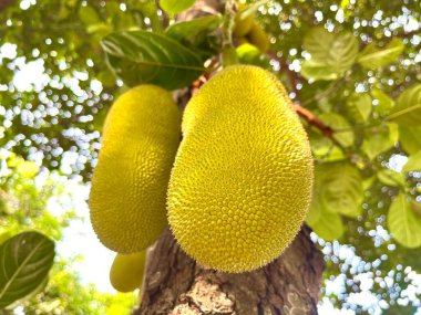 Dalında Jackson meyvesi olan bir meyve ağacı. Bilimsel adı Artocarpus tamsayısıdır