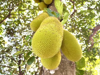 Dalında Jackson meyvesi olan bir meyve ağacı. Bilimsel adı Artocarpus tamsayısıdır