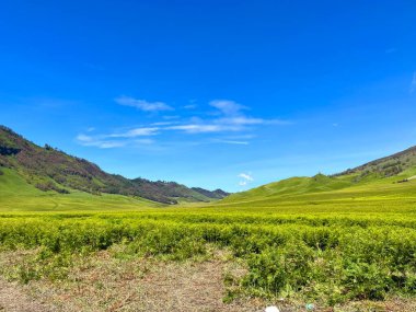 Kaya manzaralı güzel panoramik Bromo Dağı manzaralı, açık mavi gökyüzü ve yeşil çayır arazisi 