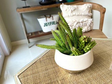 Ev dekorasyonu için beyaz bir tencerede sulu kaktüs bitkisi.