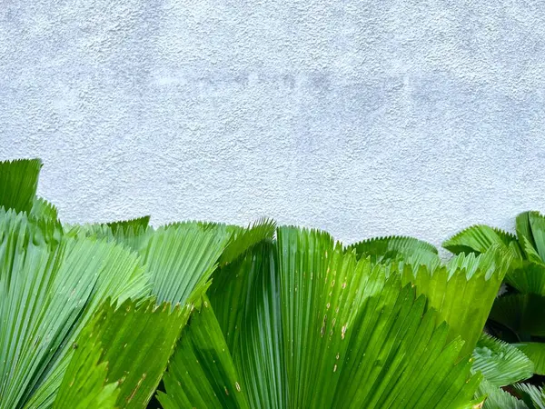 stock image Licuala Grandis or Ruffled Fan palm leaf, large tropical foliage, pleated leaf with rough Kamprot wall texture background