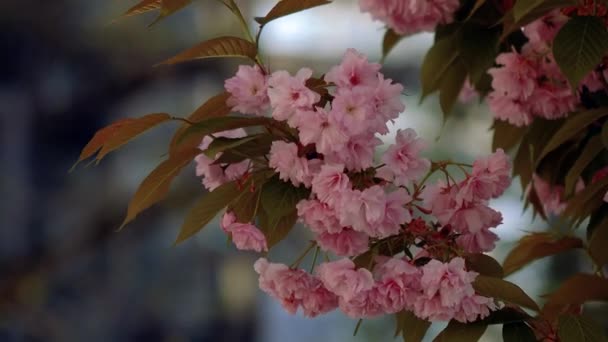 Όμορφη Ανθισμένη Γιαπωνέζικη Σακούρα Όμορφα Ροζ Κόκκινα Λουλούδια Λικνίζονται Στον — Αρχείο Βίντεο
