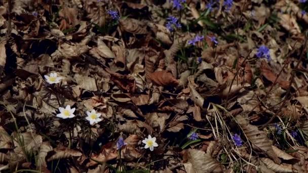 Piękne Niebieskie Scille Piękna Łąka Wiosennymi Pierwiosnkami Suche Liście Spadły — Wideo stockowe