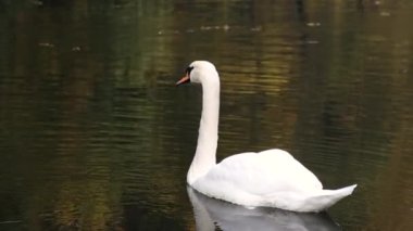 Güzel beyaz kuğular suda, gölde, nehirde yüzerler. Göl sonbahar yapraklarıyla kaplıdır. Kuğu nehirde su içer..