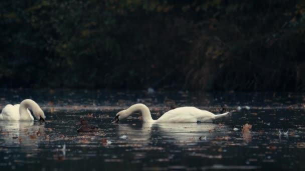 Biały Łabędź Pływa Jeziorze Rzece Jezioro Pokryte Jest Jesiennymi Liśćmi — Wideo stockowe
