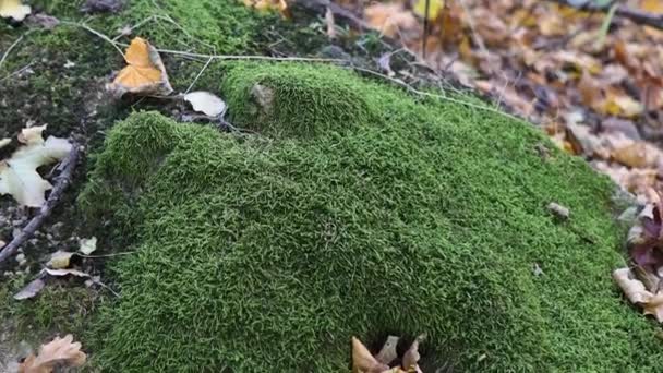 Beautiful Green Moss Gray Leaves Forest Illuminated Rays Sun — Stock Video