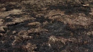 Yanmış ot. Alan yangından dolayı siyah küllerle kaplı. Kuru çim tarlasında yangın. Ormanda yangın çıktı. Doğada ateş. Yangın ormanı yok etti..