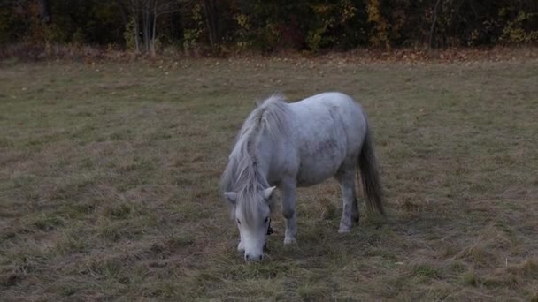 Ein Weißes Pony Frisst Gras Auf Einer Lichtung Ponyreiten Herbstwald — Stockvideo
