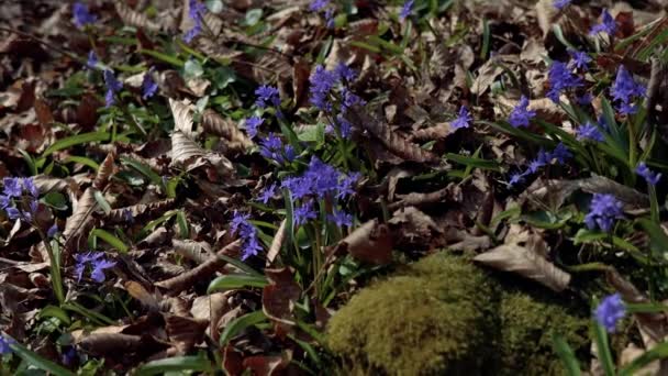 Фиолетово Синие Колебания Прекрасный Луг Весенними Первоцветами Сухие Опавшие Листья — стоковое видео