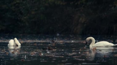 Güzel beyaz kuğular suda, gölde, nehirde yüzerler. Göl sonbahar yapraklarıyla kaplıdır. Kuğu nehirde su içer..