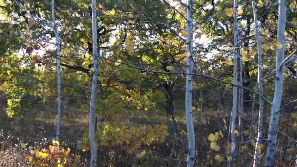 Zapadající Slunce Ozařuje Mýtinu Lese Spousta Stromů Slunce Proniká Větvemi — Stock video