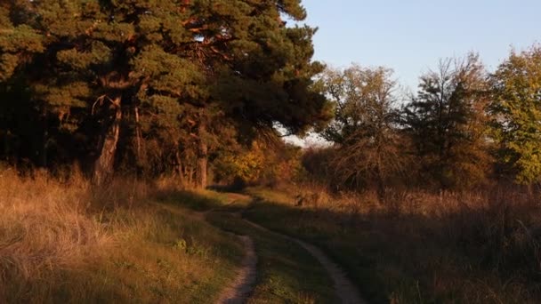 Spacer Jesiennym Lesie Promienie Słońca Przebijają Się Przez Gałęzie Drzew — Wideo stockowe