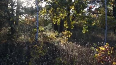 Batan güneş ormandaki bir açıklığı aydınlatıyor. Bir sürü ağaç. Güneş dalların arasından geçer. Yapraklar, çimenler, rüzgarda sallanan bitkiler.