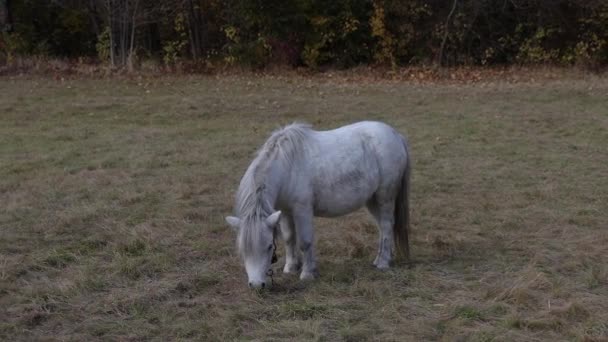 白马在空地上吃草 放养小马的马背景为秋林 — 图库视频影像