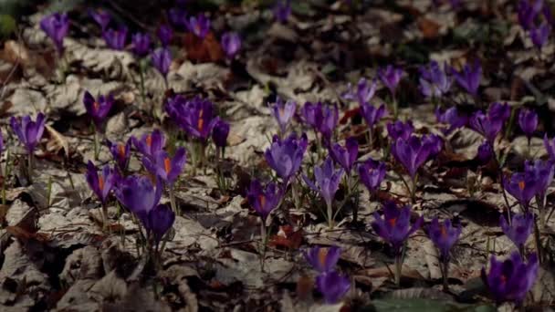 Beautiful Purple Blue Crocuses Beautiful Meadow Spring Primroses Bees Fly — Wideo stockowe