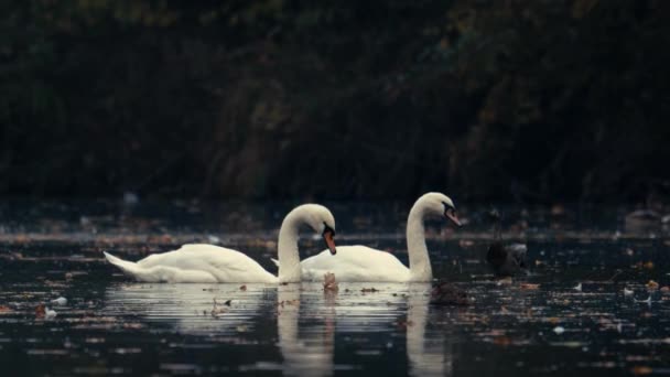 Beautiful White Swans Swim Water Lake River Lake Covered Autumn — Stock Video