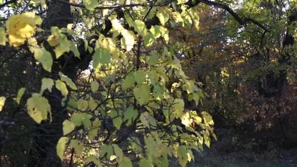 Lenyugvó Nap Megvilágítja Tisztást Erdőben Sok Nap Áthatol Ágakon Levelek — Stock videók