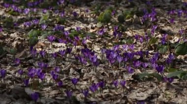Beautiful purple and blue crocuses. Beautiful meadow with spring primroses. Bees fly between flowers. Dry fallen leaves.