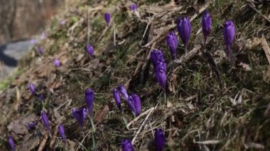 Beautiful purple and blue crocuses. Beautiful meadow with spring primroses. Bees fly between flowers. Dry fallen leaves.