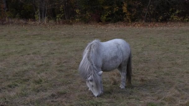 白马在空地上吃草 放养小马的马背景为秋林 — 图库视频影像