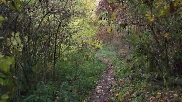 走在秋天的森林里 阳光从树枝上透出 森林中美丽的小路 — 图库视频影像