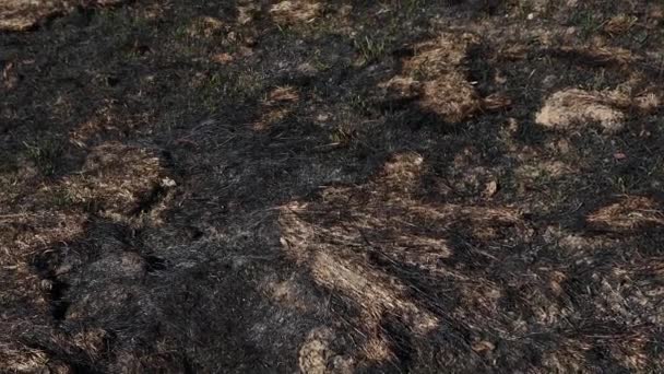 芝を燃やせ その畑は火から黒い灰で覆われている 乾燥した芝生のフィールドに火 森の中で火事だ 自然の中で火災 森の清掃を破壊した — ストック動画