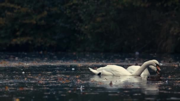 美しい白い白鳥の水 川で泳ぐ 湖は紅葉に覆われている 川の白鳥の飲料水 — ストック動画