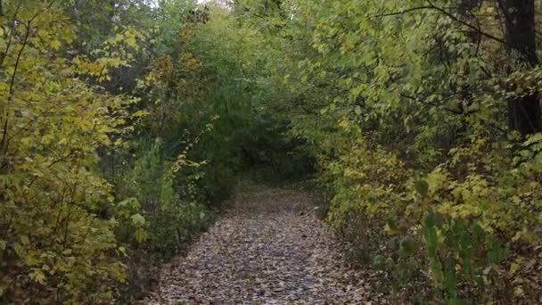 Procházka Podzimním Lese Paprsky Slunce Pronikají Větvemi Stromů Zelená Tráva — Stock video