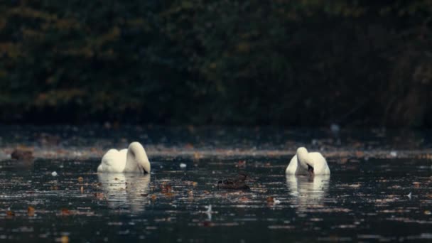 Güzel Beyaz Kuğular Suda Gölde Nehirde Yüzerler Göl Sonbahar Yapraklarıyla — Stok video
