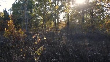 Batan güneş ormandaki bir açıklığı aydınlatıyor. Bir sürü ağaç. Güneş dalların arasından geçer. Yapraklar, çimenler, rüzgarda sallanan bitkiler.