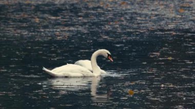 Güzel beyaz kuğular suda, gölde, nehirde yüzerler. Göl sonbahar yapraklarıyla kaplıdır. Kuğu nehirde su içer..